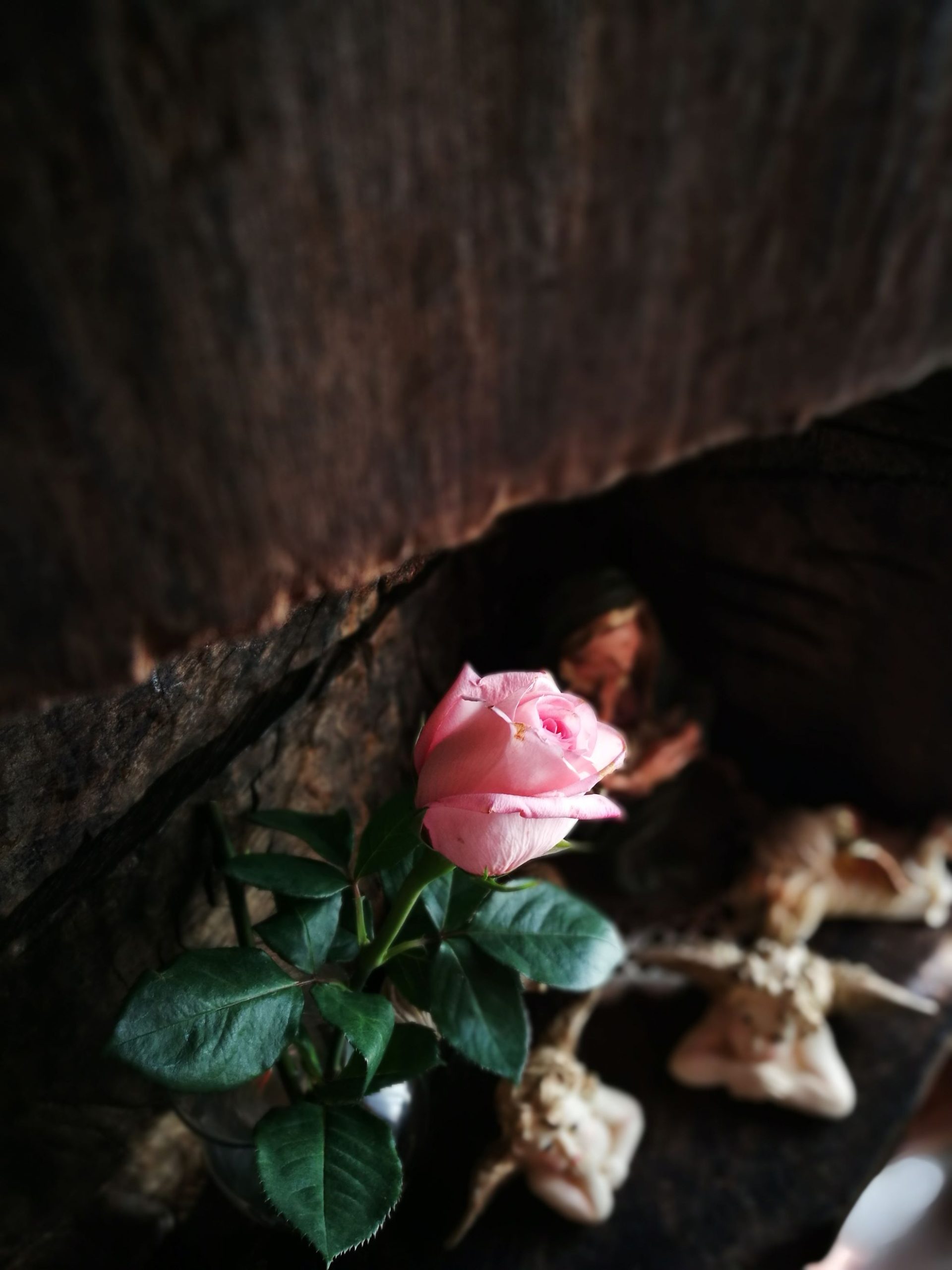 Rose – Oud Wood